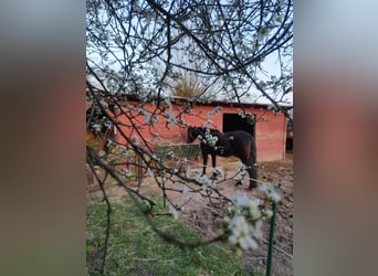 Rustige paddockplaats vrij op de boerderij