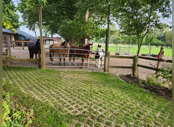 Stalbox vrij voor een ruin, gepensioneerd paard of hengst.