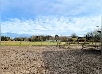 Vrij stall voor ruin in Otter, 21259