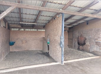 Vrij stall voor ruin in Otter, 21259