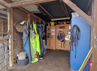 Vrij stall voor ruin in Otter, 21259