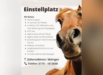 Vrije box voor hengst en merrie