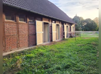 Vrije open stal voor twee kleine paarden