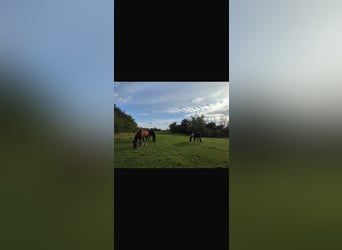 Vrije paardenplaatsen – opvangmogelijkheden welkom!