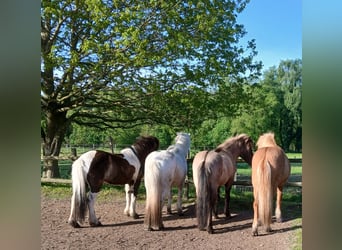 Vrije pensionplaats op een IJslandse paardenboerderij.