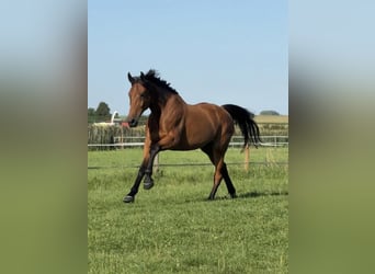 Vrije stal- en weideplaatsen