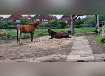 Vrije stallingplaats in een open stal, geschikt voor paarden met hooien of allergieën, allergievrien