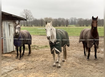 Vrije stalplaats (zelfvoorzienend) voor een hengst met meer bloed beschikbaar