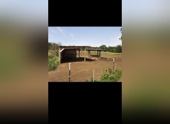 Vrijerstalplaats voor ruin