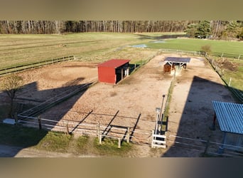 Vrijplaats in een open stal voor merrie of ruin, paardenstal in Neurenberg