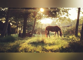 Vrijstalplaats in een comfortabele oase, paardvriendelijk