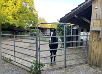 Vrijstalplaats voor één paard