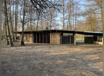 Zoekt nieuwe huurder voor eigen beheer, paddock, trail, weide