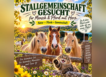 Zoekt stallingengemeenschap – voor mens en paard met hart