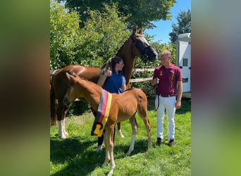 ⚜️Zuchtstutenbetreuung- vom besamen bis zum abfohlen⚜️