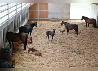 ⚜️Zuchtstutenbetreuung- vom besamen bis zum abfohlen⚜️