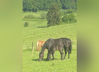 Aufzuchtplätze 