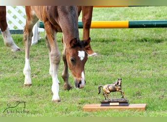 Aufzuchtplatz für Warmblüter Absetzer aus 2024 frei