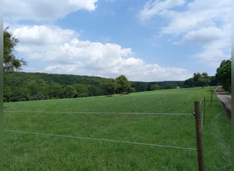 Beschikbaar voorhengsten- en merrieweideplaatsen