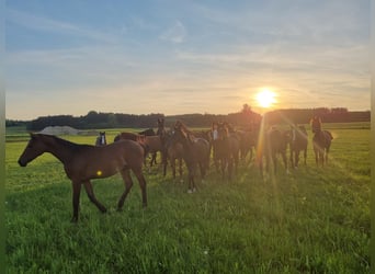 ⚜️Exklusive Aufzucht von Hengst- & Stutfohlen⚜️