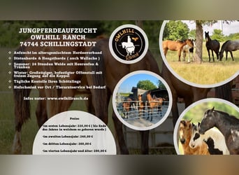 JUNGPFERDEAUFZUCHT ( Hengst- und Wallachgruppe & Stutengruppe ) 