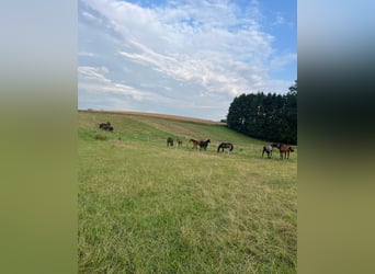 Liefdevolle en paardvriendelijke opfok van veulens en jonge paarden met hart voor het paard