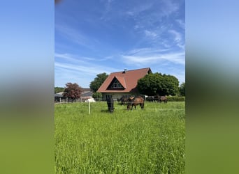 Liefdevolle en paardvriendelijke opfok van veulens en jonge paarden met hart voor het paard