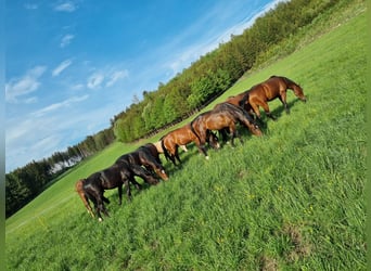 Opfok van hengst- en merrieveulens met all-inclusive service