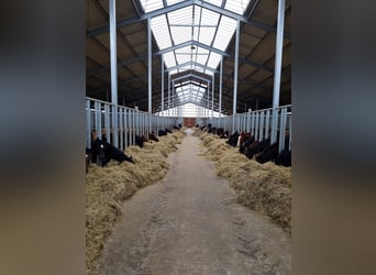 Opfok van hengst- en merrieveulens met all-inclusive service
