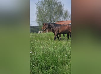 Opfok van hengst- en merrieveulens met all-inclusive service