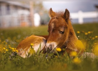 Opfokplaats voor Mini Shetty merrieveulen
