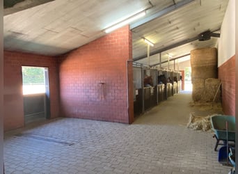 Pension/ Rijpaarden opfok/ Jonge paarden/ Fokkerij/ Veulingsbewaking