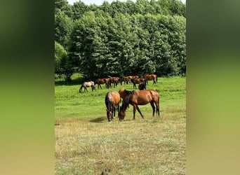 Pferdepension Polen – familiär & artgerecht