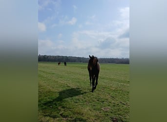 Privé hengsten en merrie fokkerij