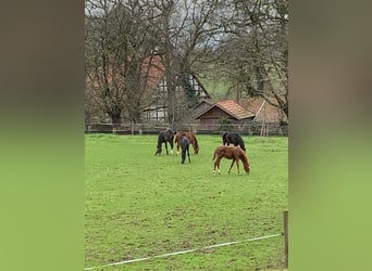 Professioneller Aufzuchtplatz für Absetzer und Jungpferde