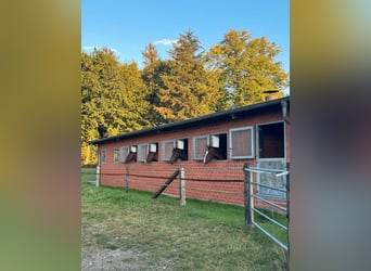 2 freie Einsteller-/Pferdeboxen zu vermieten