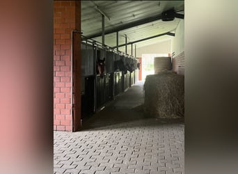 2 freie Einsteller-/Pferdeboxen zu vermieten