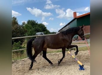 Boxen auf Top ausgestatteter Reitsportanlage frei ab 1.4.2025