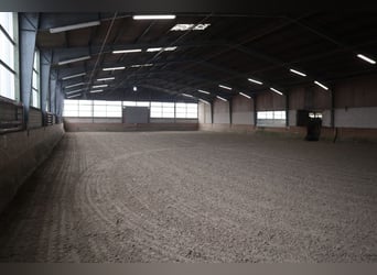Fantastische stalgenootschap nog vrije boxen!