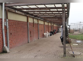 Fantastische stalgenootschap nog vrije boxen!