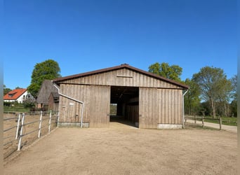 Idyllische staltrakt te huur, 8 boxen, buitenpaddocks, loopstal (helemaal of gedeeltelijk)