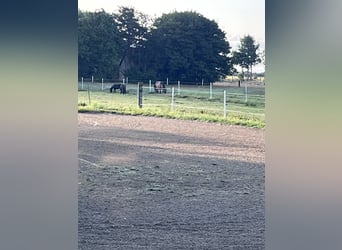Kuurplaats en volledige service bij Niebüll – Ideaal voor ademwegpatiënten en drukbezette eigenaren