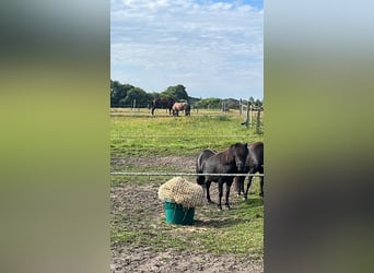 Kuurplaats en volledige service bij Niebüll – Ideaal voor ademwegpatiënten en drukbezette eigenaren