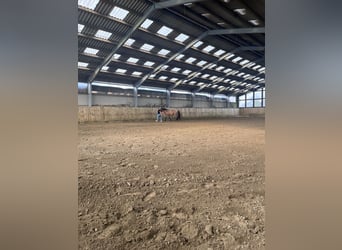 Kuurplaats en volledige service bij Niebüll – Ideaal voor ademwegpatiënten en drukbezette eigenaren