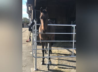 2 Schöne Paddockboxen zu vermieten 