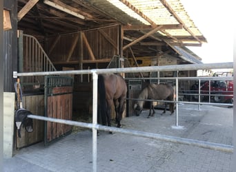 2 Schöne Paddockboxen zu vermieten 