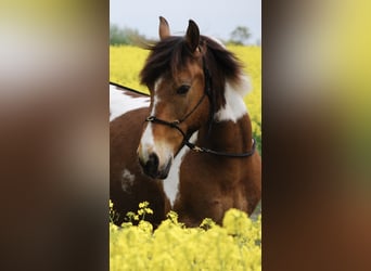 🐴 Gezocht: stallingplaats in de omgeving van Eckernförde 24340!
