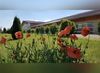 Grote paddockboxen op een moderne ruitersportaccommodatie