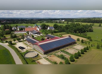 Grote paddockboxen op een moderne ruitersportaccommodatie