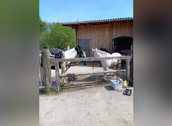 Kleine stallenvereniging